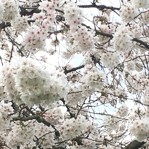 Meet your Posher, Anne! - Picture 1 of 1